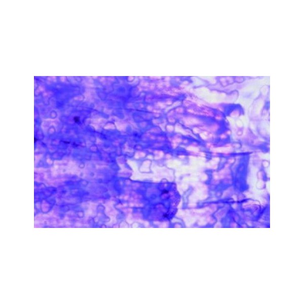 Uroboros mottled